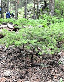 Imagen secundaria 2 - Arriba, panorámica del Valle del Guadalhorce. Abajo, Rafael Haro fotografía un ejemplar de pinsapo y los plantones de pinsapo se abren camino. 