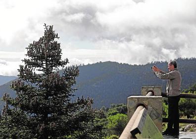 Imagen secundaria 1 - Arriba, panorámica del Valle del Guadalhorce. Abajo, Rafael Haro fotografía un ejemplar de pinsapo y los plantones de pinsapo se abren camino. 