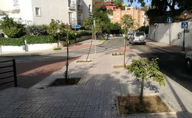 Paseo Miramar: unos naranjos huérfanos en el limonar