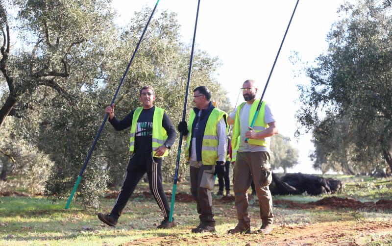 Cada vez es más complicado encontrar mano de obra para recoger la aceituna en la provincia de Málaga, lo que condiciona las fechas para realizar el trabajo. 