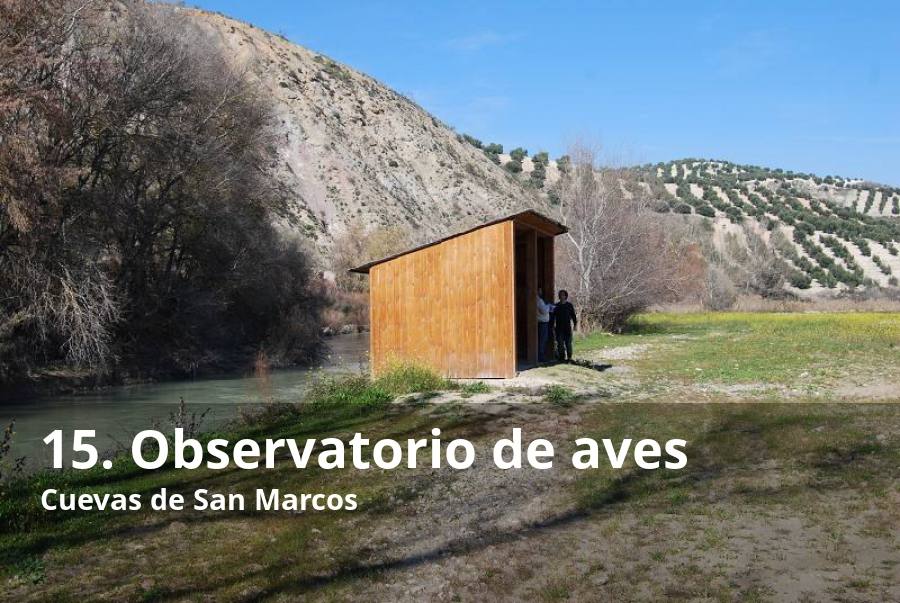 La ribera del Genil es un sitio idóneo para la contemplación de aves. Por eso, allí se instaló hace algunos años un observatorio público. Este enclave, que forma parte del itinerario de Birding Málaga para el avistamiento de especies ornitológicas, está mimetizado con el entorno, lo que permite que se llegan a ver una gran diversidad de aves. Entre ellas, están el petirrojo europeo, la garza real, la garceta común, el andarríos grande, el escribano palustre, el ruiseñor común o el chochín común, entre muchas otras. Lee el reportaje completo  aquí