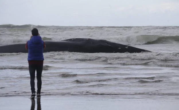 La ballena muerta yace en la playa de Sopelana.