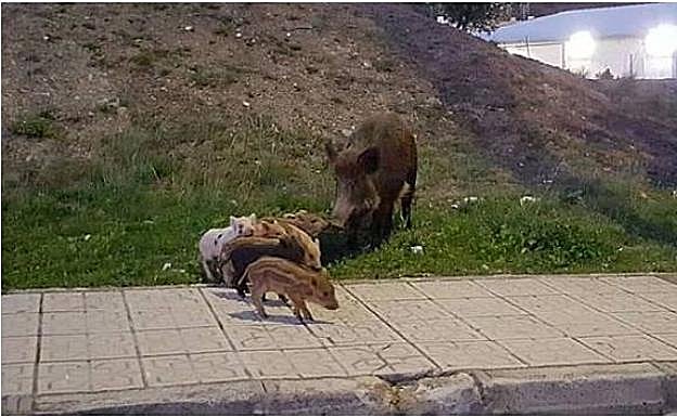 Jabalíes, en una foto de archivo en la zona de Xarblanca. :