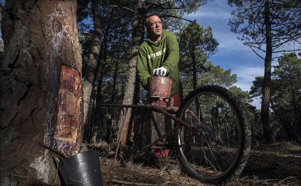 La economía 'verde', como los resineros de Tardelcuende, son una de las bazas de la actividad empresarial soriana.