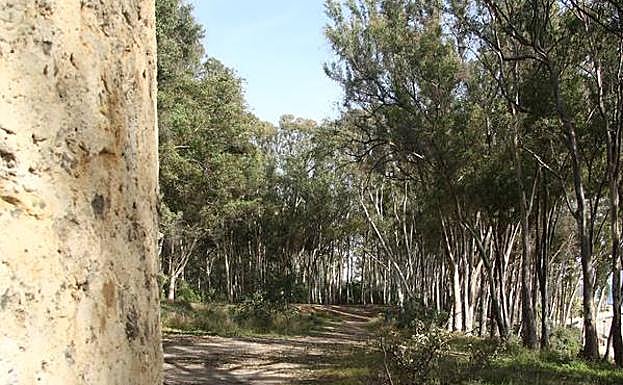 Bosque de eucaliptos en torno al BIC