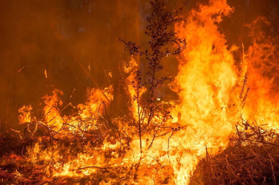 El norte de España se ha visto asolado este fin de semana con más de un centenar de incendios que han afectado duramente a Asturias, Cantabria y Vizcaya. Algunos de ellos ya están controlado, pero, en el Principado, 99 de ellos aún continuan en activos; mientras que en Cantabria el número de incendios activos se ha rebajado de 21 a 17, de un total de más de 60 que fueron provocados en la comunidad autónoma.