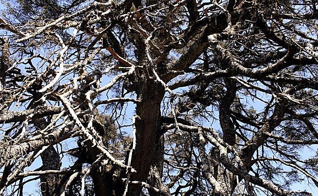 El todavía monumento natural tiene síntomas de que ha entrado en su declive