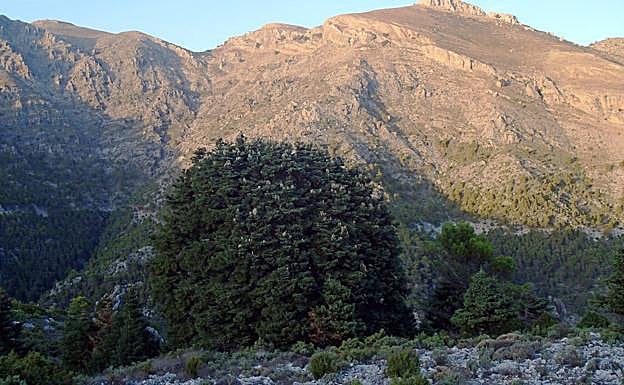 Pinsapo del Puntal de la Mesa o Falsa Escalereta.