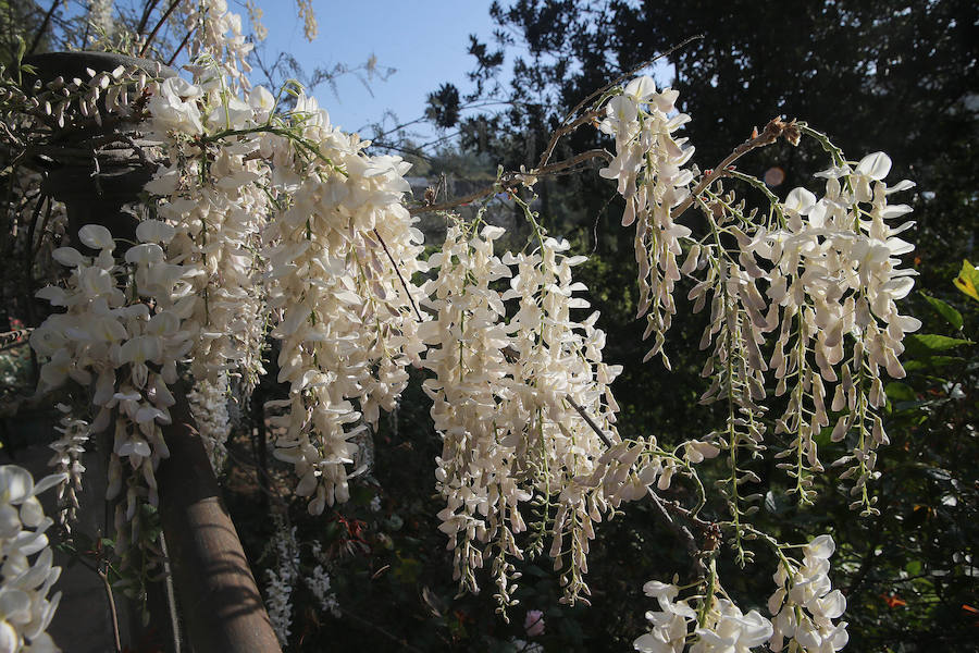 Las glicinias se adueñan del Jardín Botánico y ofrecen un bello espectáculo de colores 