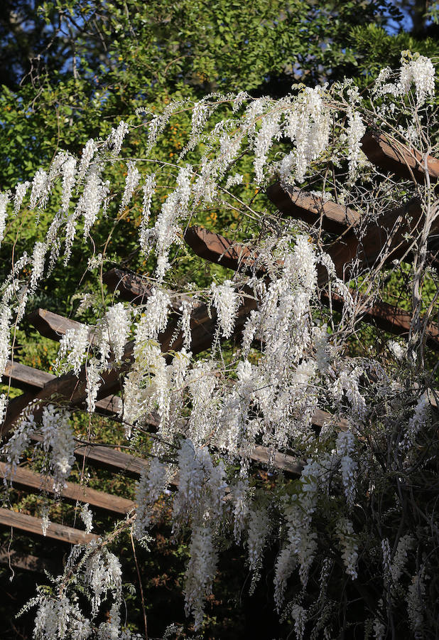 Las glicinias se adueñan del Jardín Botánico y ofrecen un bello espectáculo de colores 