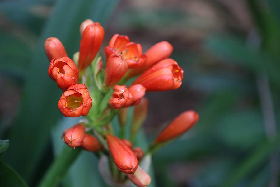 Las glicinias se adueñan del Jardín Botánico y ofrecen un bello espectáculo de colores 