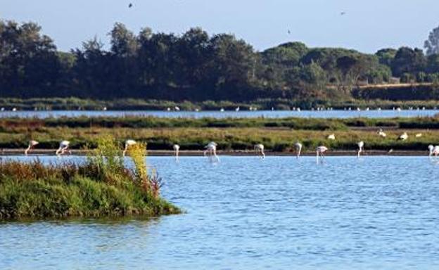 La Eurocámara pide parar los proyectos gasísticos en Doñana hasta nuevos informes