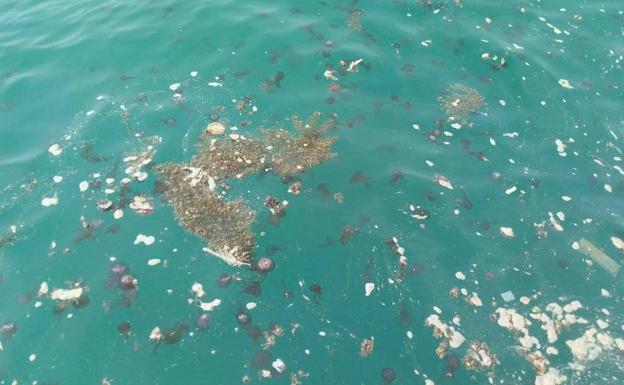 La presencia de medusas fue casi diaria durante el pasado verano en todo el litoral. 