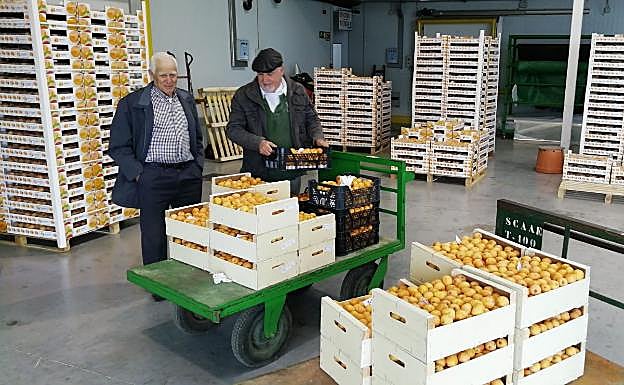 Productores de nísperos en la cooperativa de Estepona 