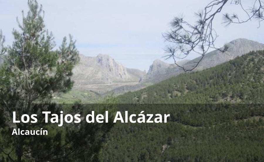 Al ser prácticamente inaccesibles, los denominados como Tajos del Alcázar conservan un valioso ecosistema, en el que destaca la presencia de aves rapaces y cabras monteses. Eso sí, toda la belleza de este enclave ecológico, protegido hoy como monumento natural de Andalucía, se puede disfrutar en el área recreativa del Alcázar. A unos metros de allí se encuentra el mirador que permite tener una visión más amplia de este enclave de la sierra de Tejeda. Junto a un escultura dedicada a la cabra montés, se pueden conseguir las mejores vistas del cauce del río Alcázar o del tajo más importante de este conjunto, el del Fuerte.