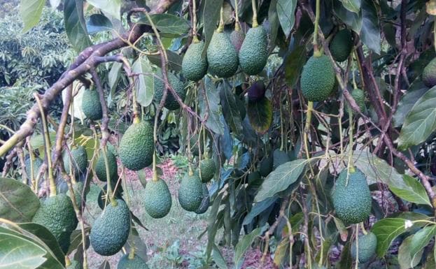 Málaga representa el 69% de la producción nacional de aguacate 