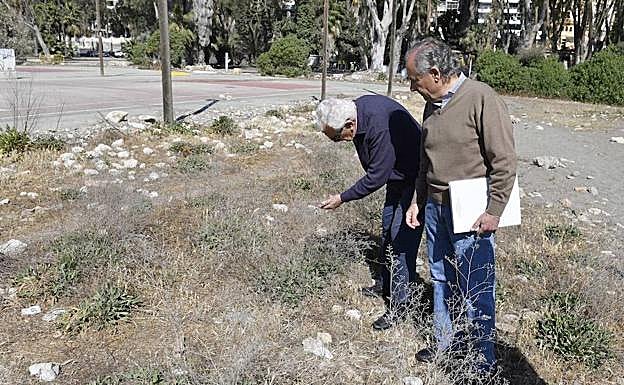 Vecinos de Pedregalejo inspeccionan varios ejemplares de Siempreviva malagueña. 