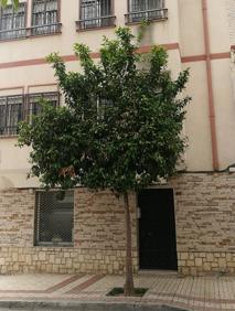 Imagen secundaria 2 - Los vecinos reclaman la mejora del mantenimiento de los jardines. El árbol junto a la vivienda. Reclaman su poda.