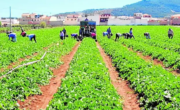 Jornaleros en plena recolección de charentais en el Guadalhorce. 