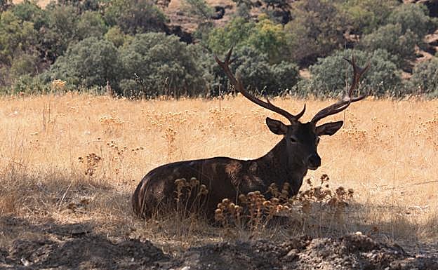Ciervo en una zona cinegética de la sierra de Andújar.