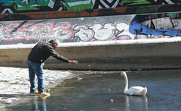 Imagen principal - Mancera dándole de comer al cisne cuando estaba en el río. Se le cortarán las plumas de las alas para que no vuele. Carece de arcén e iluminación.