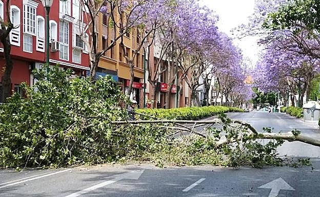 El árbol ocupó los dos carriles de la avenida.