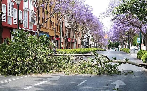 Imagen de uno de los árboles en la zona Este 