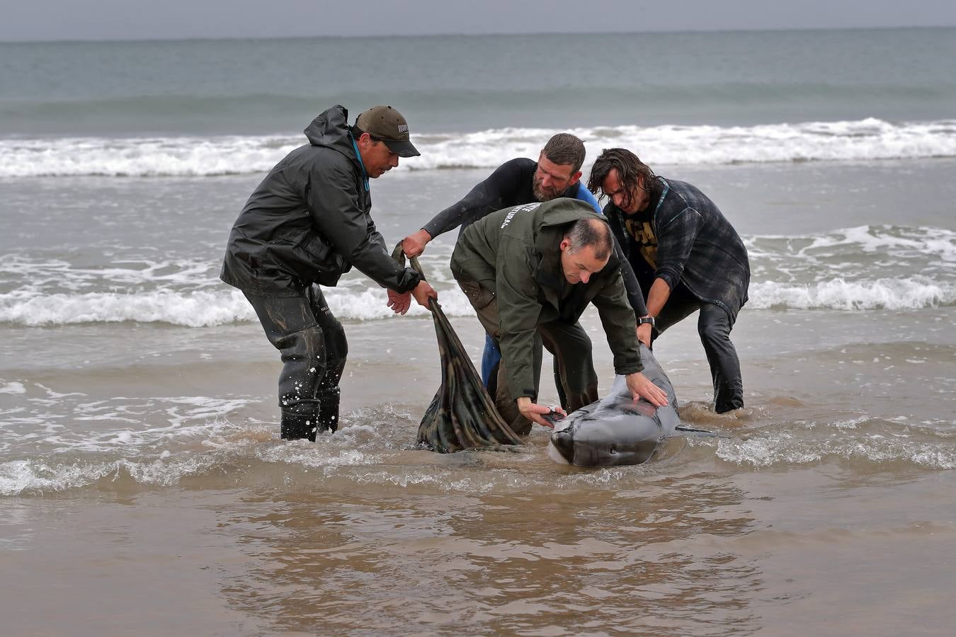 Pese a los esfuerzos de surfistas, voluntarios y agentes del Medio Natural sólo se ha podido devolver al agua con vida a tres de ellos