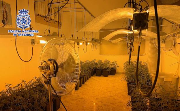 Incautan 300 plantas de cannabis al desmantelar un laboratorio de marihuana en Vélez-Málaga