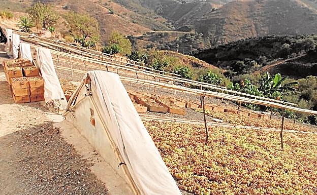 Pasero tradicional de la Axarquía 