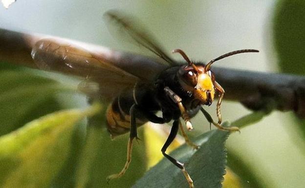 Así es la avispa asiática, el insecto que ya ha matado a dos personas en España