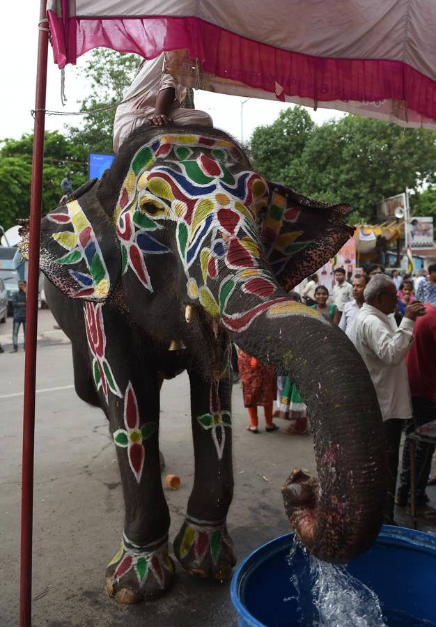 Un elefante indio bebe agua después de ser pintado.