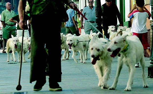 Rehala de perros de caza. 