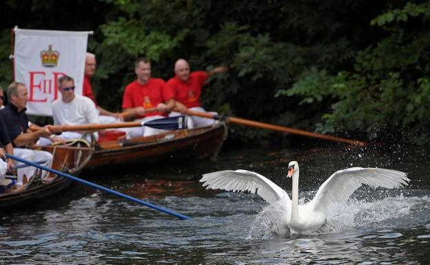 Rodeado. Atrapan a los cisnes para medirlos, pesarlos y anillarlos antes de devolverlos a la libertad. 