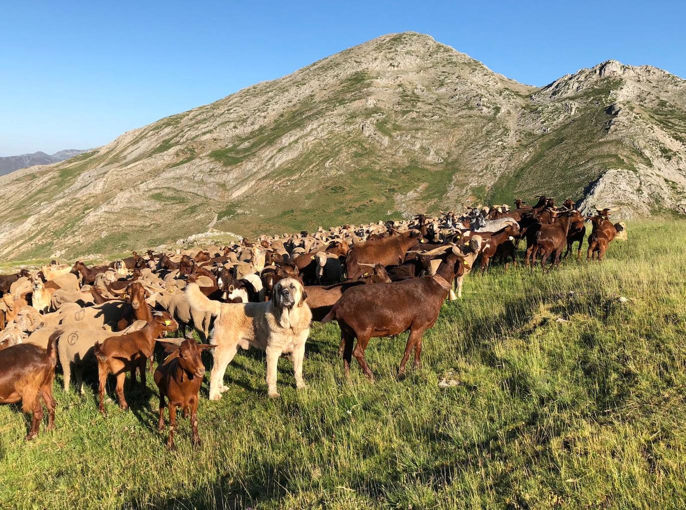 Cinco jóvenes malagueños que han superado el cáncer concluyen la 'Primera Aventura Trashumante entre Lobos y Mastines'