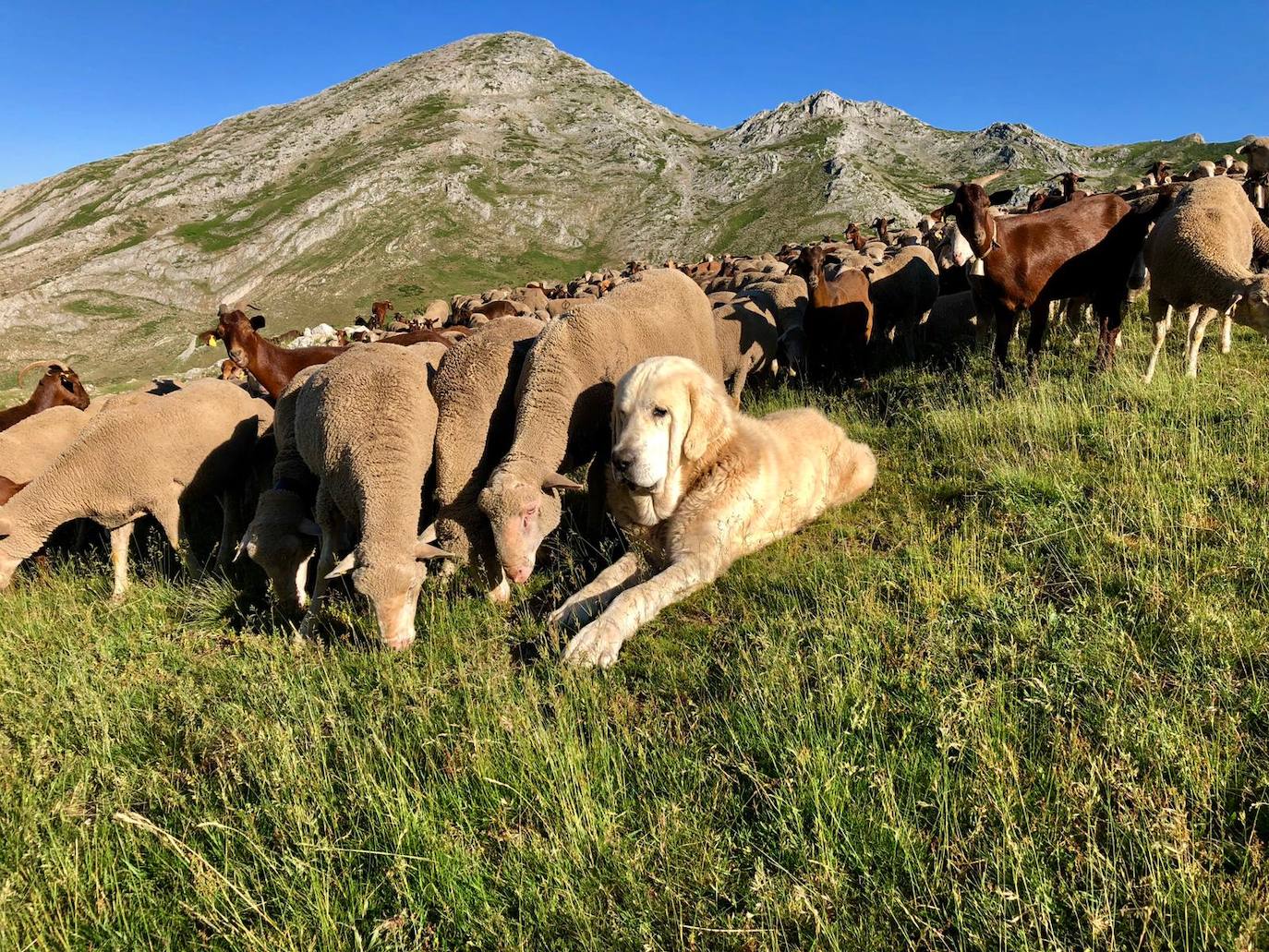 Cinco jóvenes malagueños que han superado el cáncer concluyen la 'Primera Aventura Trashumante entre Lobos y Mastines'