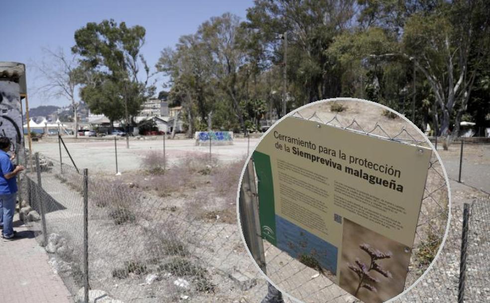 La siempreviva sale de la clandestinidad