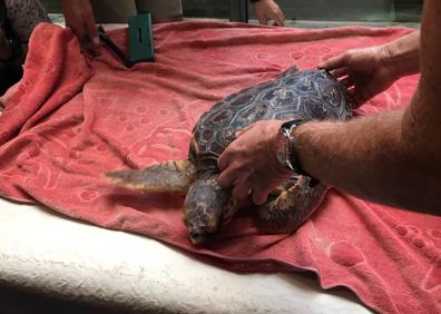 Imagen secundaria 1 - Traslado de la tortuga. La tortuga, recuperada. Estado en el que se halló. 