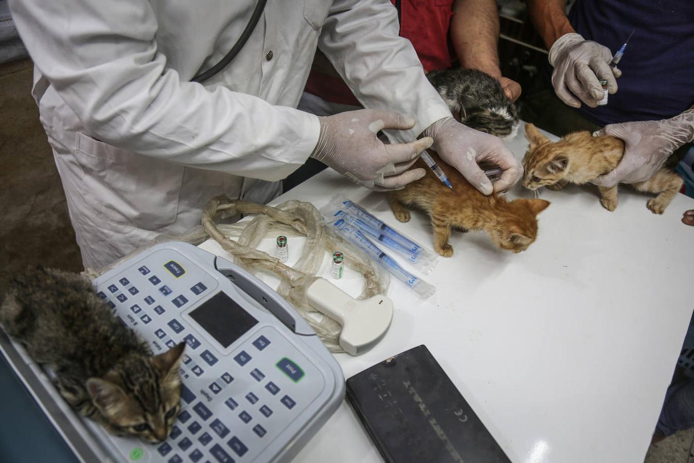 Durante la guerra siria en 2012, Al-Jaleel trabajaba como conductor de ambulancia en Alepo y solía dejar comida para gatos callejeros y abandonados. En 2015 comenzó a buscar gatos vivos en las zonas devastadas por la guerra para llevarlos a casa. Su trabajo con los animales se volvió viral y, con la ayuda de la italiana Alessandra Abidin, comenzó a recaudar fondos para servir construir «La casa de los gatos Ernesto». Además de más de 200 gatos, ahora el santuario tiene perros, monos, conejos y otros animales.