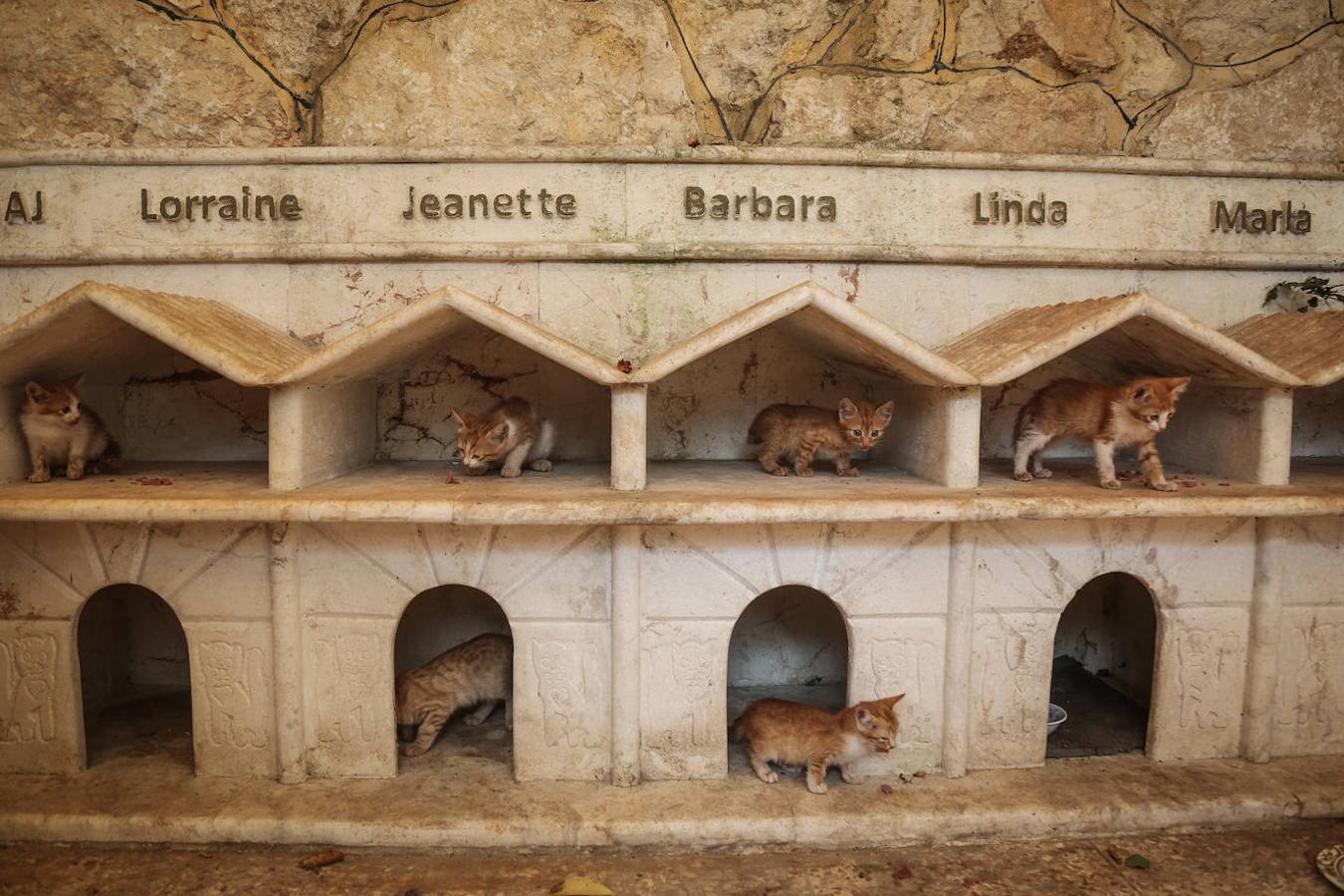 Durante la guerra siria en 2012, Al-Jaleel trabajaba como conductor de ambulancia en Alepo y solía dejar comida para gatos callejeros y abandonados. En 2015 comenzó a buscar gatos vivos en las zonas devastadas por la guerra para llevarlos a casa. Su trabajo con los animales se volvió viral y, con la ayuda de la italiana Alessandra Abidin, comenzó a recaudar fondos para servir construir «La casa de los gatos Ernesto». Además de más de 200 gatos, ahora el santuario tiene perros, monos, conejos y otros animales.