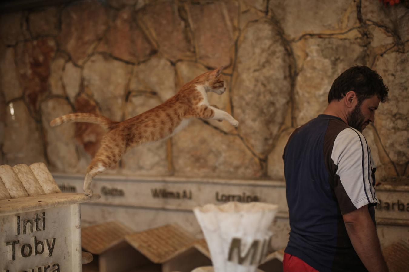 Durante la guerra siria en 2012, Al-Jaleel trabajaba como conductor de ambulancia en Alepo y solía dejar comida para gatos callejeros y abandonados. En 2015 comenzó a buscar gatos vivos en las zonas devastadas por la guerra para llevarlos a casa. Su trabajo con los animales se volvió viral y, con la ayuda de la italiana Alessandra Abidin, comenzó a recaudar fondos para servir construir «La casa de los gatos Ernesto». Además de más de 200 gatos, ahora el santuario tiene perros, monos, conejos y otros animales.