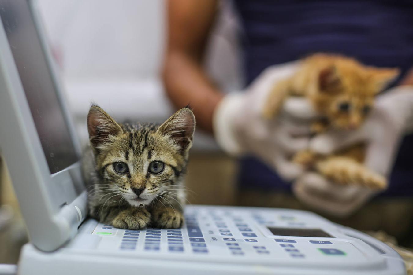 Durante la guerra siria en 2012, Al-Jaleel trabajaba como conductor de ambulancia en Alepo y solía dejar comida para gatos callejeros y abandonados. En 2015 comenzó a buscar gatos vivos en las zonas devastadas por la guerra para llevarlos a casa. Su trabajo con los animales se volvió viral y, con la ayuda de la italiana Alessandra Abidin, comenzó a recaudar fondos para servir construir «La casa de los gatos Ernesto». Además de más de 200 gatos, ahora el santuario tiene perros, monos, conejos y otros animales.