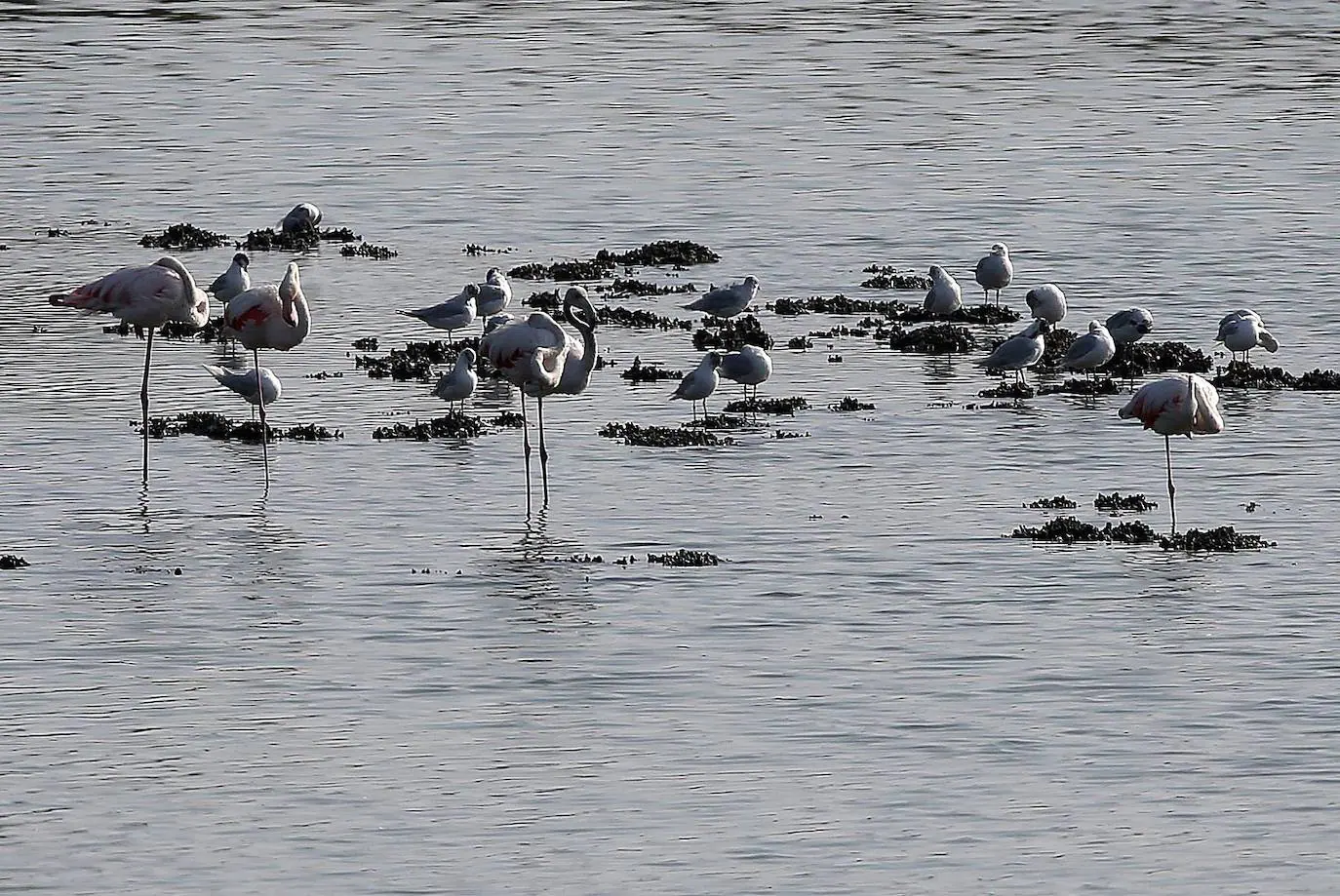 El paraje natural de la Desembocadura del Guadalhorce constituye un ejemplo de bioversidad única en Europa. En ningún otro sitio se pueden ver 270 especies de aves en un espacio tan reducido.