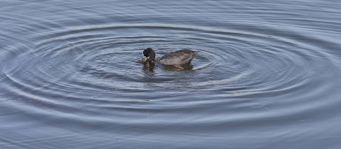 El paraje natural de la Desembocadura del Guadalhorce constituye un ejemplo de bioversidad única en Europa. En ningún otro sitio se pueden ver 270 especies de aves en un espacio tan reducido.