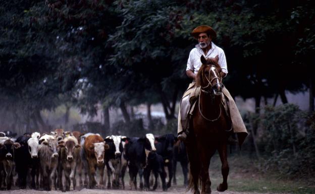 Imagen principal - Pastoreando un rebaño de reses. A la derecha, la acción vegana en la Exposición Rural que enfureció a los gauchos.