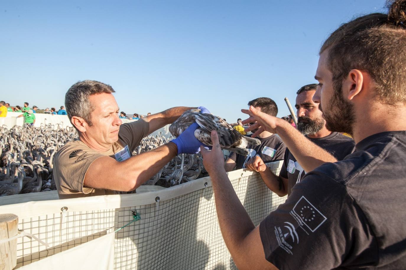 Más de 500 voluntarios de toda Andalucía acuden a la reserva natural para mantener una tradición fundamental en el estudio de este ave y su preservación.