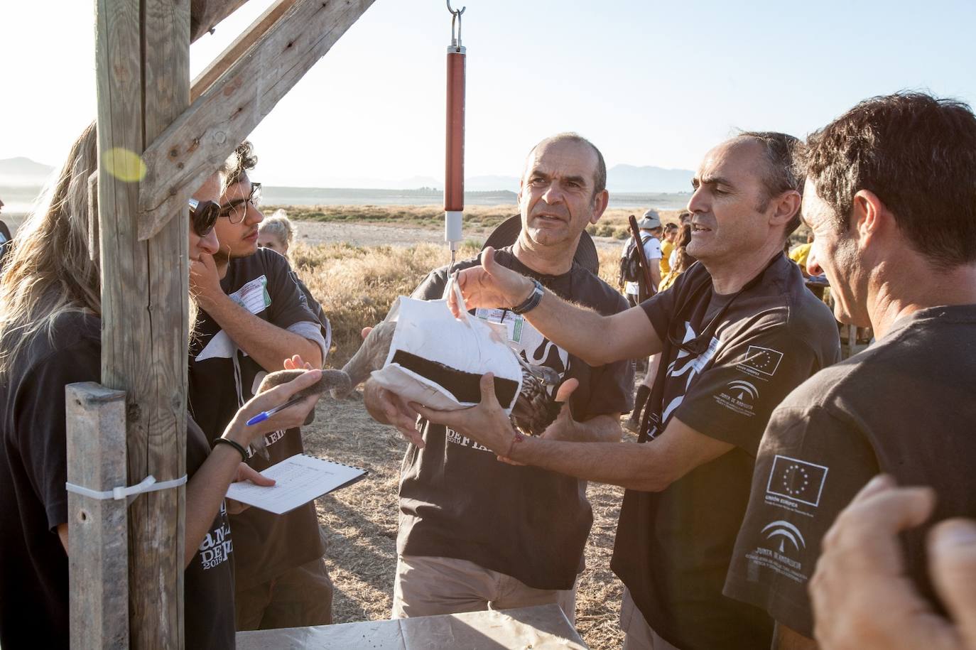 Más de 500 voluntarios de toda Andalucía acuden a la reserva natural para mantener una tradición fundamental en el estudio de este ave y su preservación.