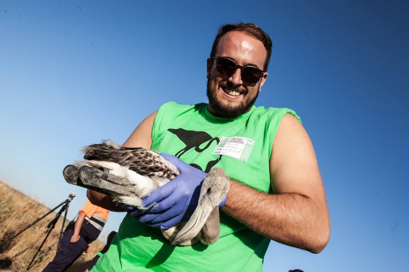 Más de 500 voluntarios de toda Andalucía acuden a la reserva natural para mantener una tradición fundamental en el estudio de este ave y su preservación.