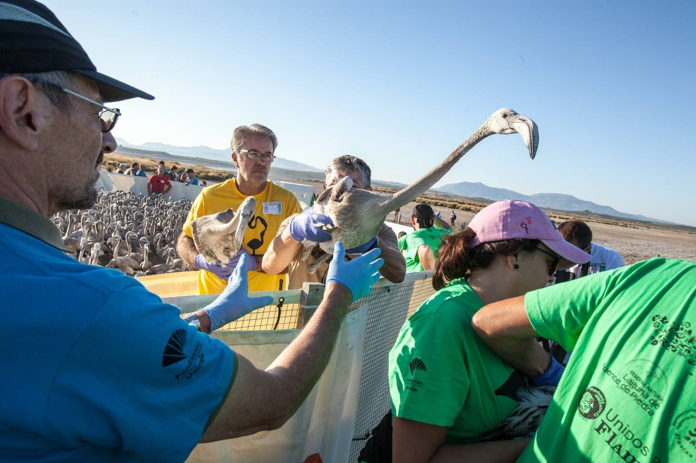 Más de 500 voluntarios de toda Andalucía acuden a la reserva natural para mantener una tradición fundamental en el estudio de este ave y su preservación.