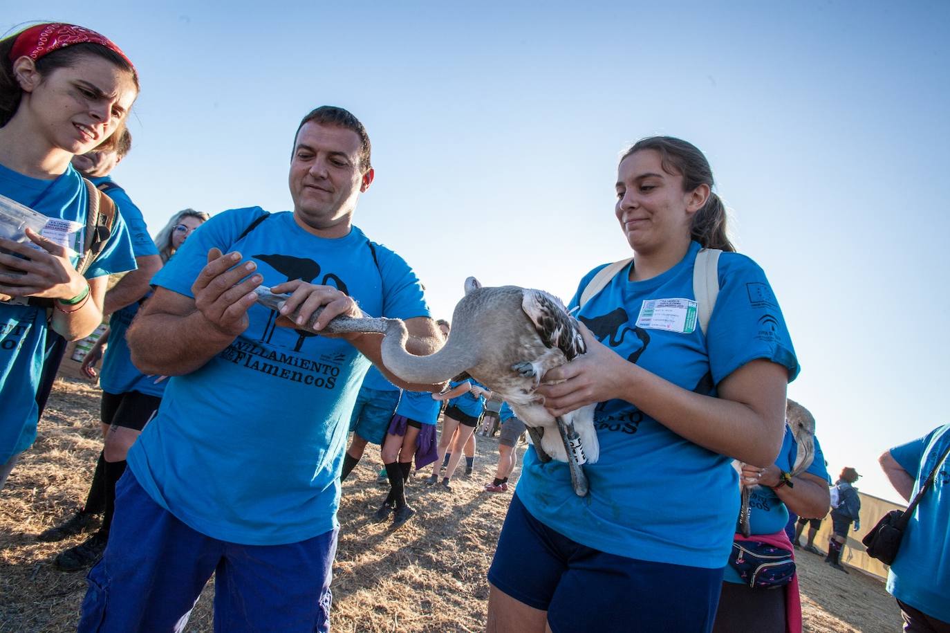 Más de 500 voluntarios de toda Andalucía acuden a la reserva natural para mantener una tradición fundamental en el estudio de este ave y su preservación.